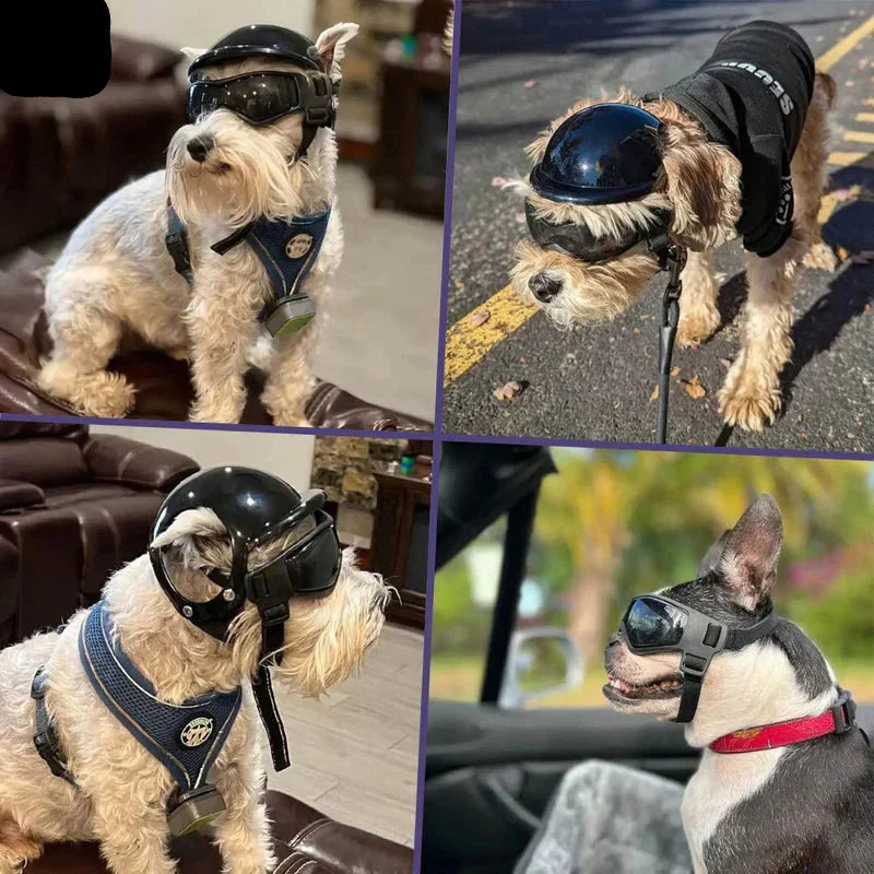 Cute dog in black helmet & goggles for eye protection, outdoor pet safety gear