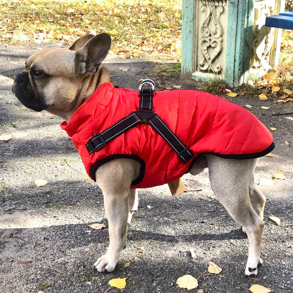 Dog Jacket | Wind & Water-Repellent | Integrated Harness | DoggyKonig