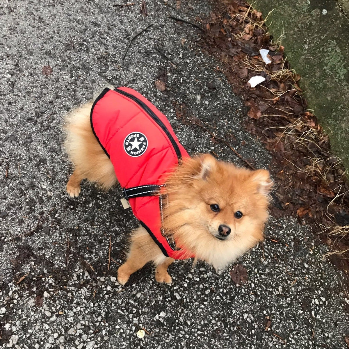 Dog Jacket | Wind & Water-Repellent | Integrated Harness | DoggyKonig