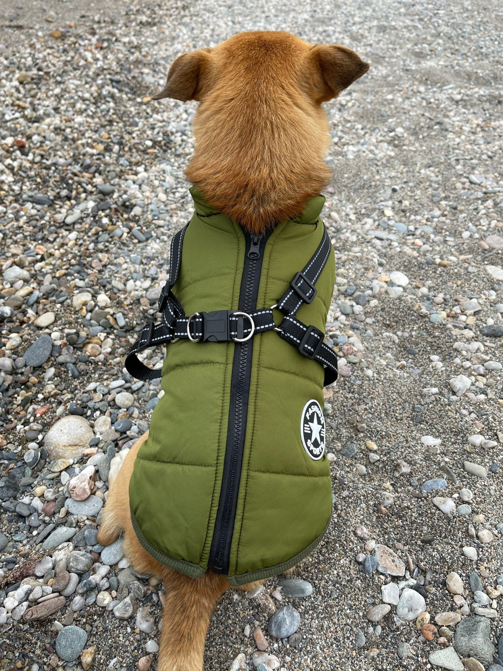 Dog Jacket | Wind & Water-Repellent | Integrated Harness | DoggyKonig