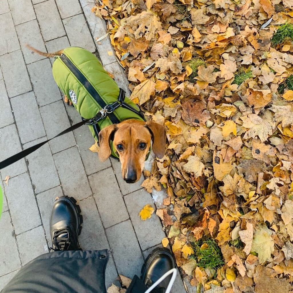 Dog Jacket | Wind & Water-Repellent | Integrated Harness | DoggyKonig
