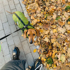 Dog Jacket | Wind & Water-Repellent | Integrated Harness | DoggyKonig