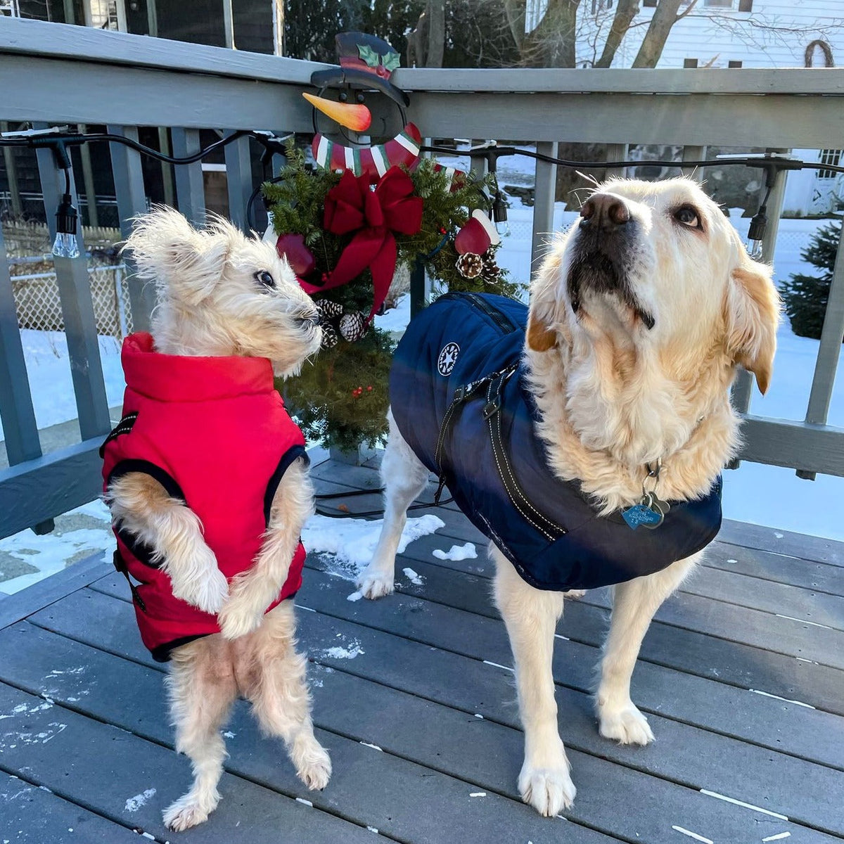Dog Jacket | Wind & Water-Repellent | Integrated Harness | DoggyKonig